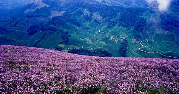 Kurinjimala Sanctuary
